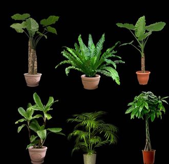 室内盆栽图片 室内盆栽图片