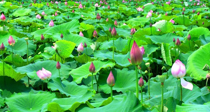 荷花池图片