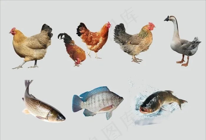 鸡 鸭 鹅 鱼图片cdr矢量模版下载