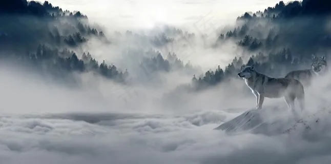 雪狼图片