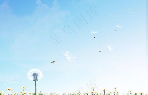 环境保护浅蓝色蒲公英背景图片