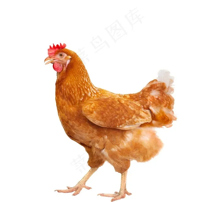 鸡图片