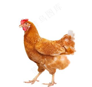 鸡图片