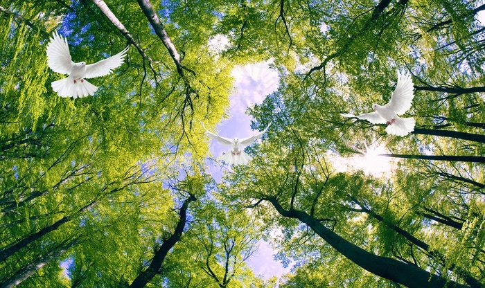 风景背景墙图片(9071X5669(DPI:72))psd模版下载
