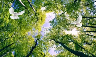 风景背景墙图片