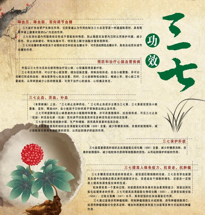 三七功效图片psd模版下载