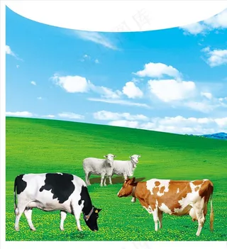 牛羊图片