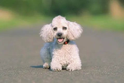 狗狗图片 狗狗图片