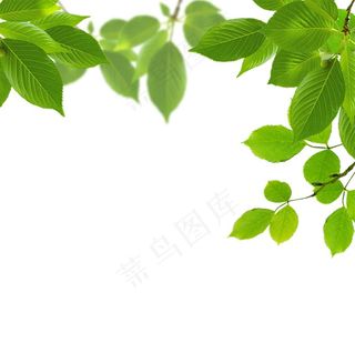 树叶素材图片