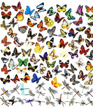 漂亮蝴蝶蜻蜓图片