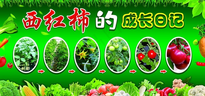 蔬菜的成长日记图片(8504X4252(DPI:72))psd模版下载
