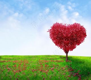 草原上的爱情树图片