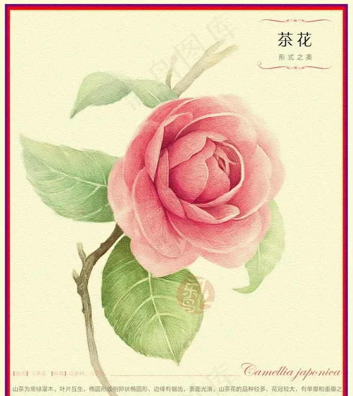 花朵图片