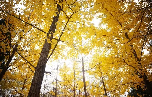 银杏树图片 银杏树图片