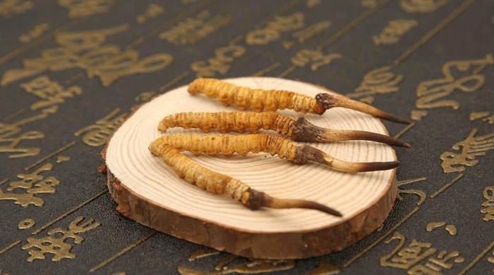 冬虫夏草图片