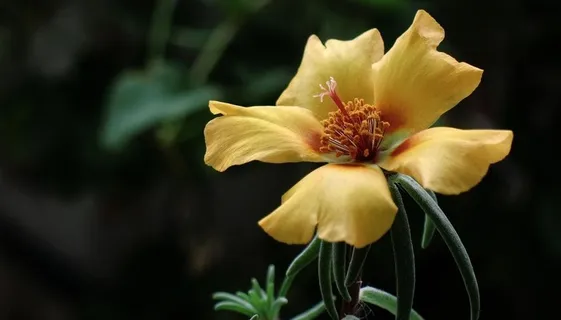 杜鹃花特写图片 杜鹃花特写图片