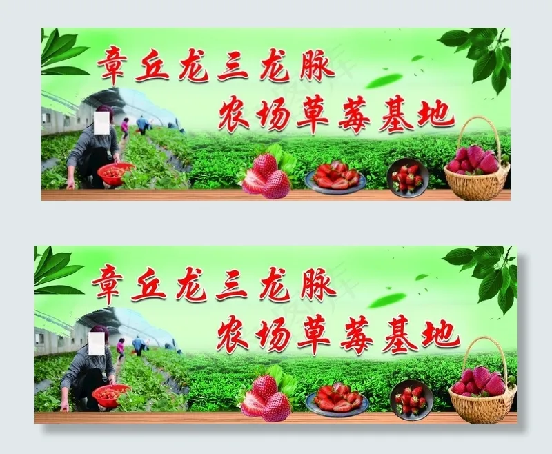 草莓采摘图片(5906X2362(DPI:30))psd模版下载