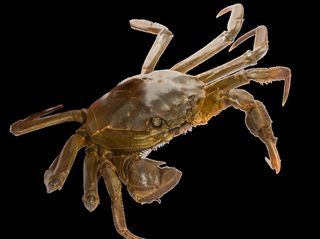 生鲜水产大闸蟹活图片