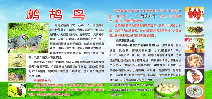 鹧鸪鸟简介及食疗图片(3969X1984(DPI:72))psd模版下载
