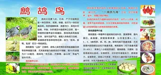 鹧鸪鸟简介及食疗图片