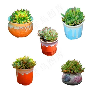 多肉组合图片
