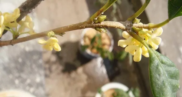 桂花图片 桂花图片