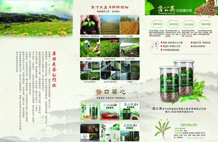 蒲公英三折页图片