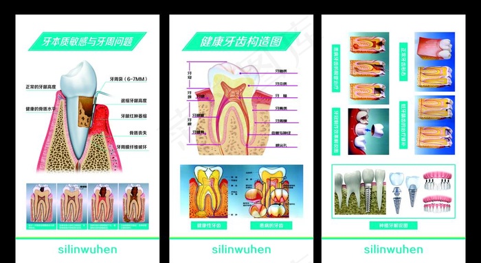 牙齿构造图图片cdr矢量模版下载