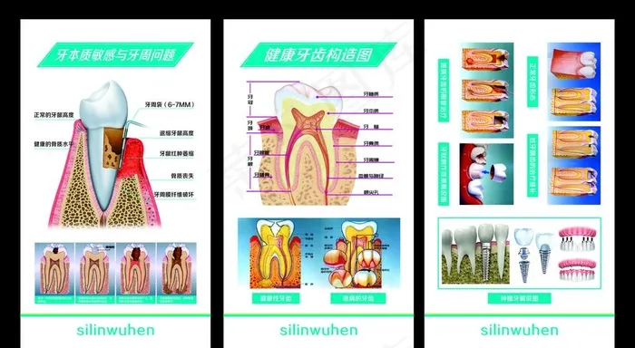 牙齿构造图图片