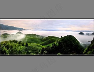 茶山图片