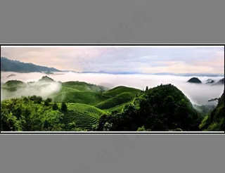 茶山图片