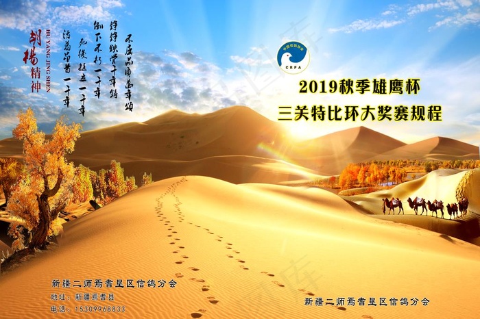 胡杨封皮图片