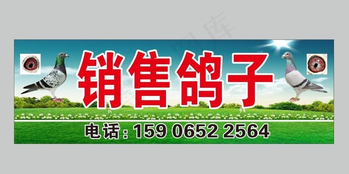 销售鸽子 出售赛鸽 鸽子店招图片(210X297)cdr矢量模版下载