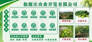 农业展板 橄榄图片