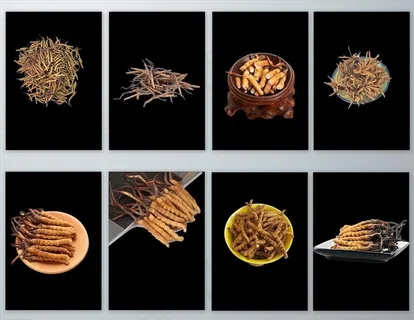 高清免抠冬虫夏草图片