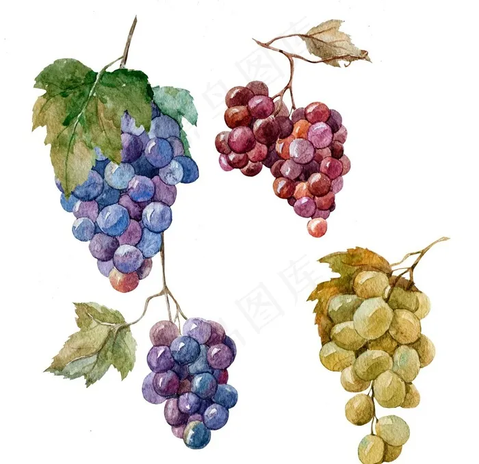 手绘葡萄图片