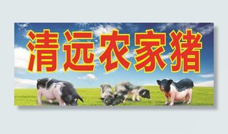农家土猪图片