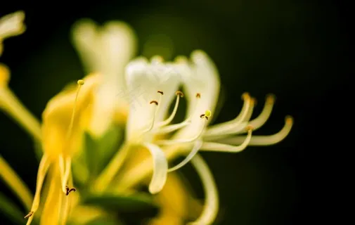 金银花图片 金银花图片
