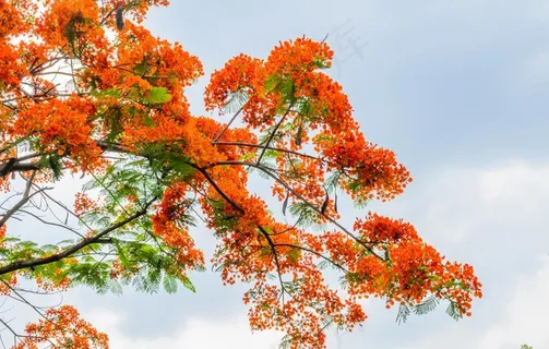 凤凰花图片