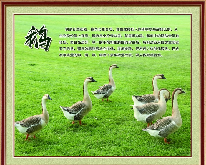 鹅图片