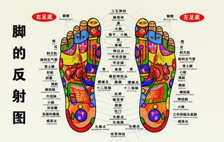 脚的反射区图片