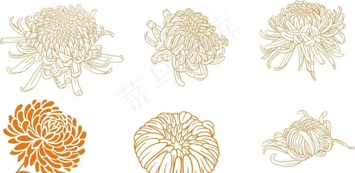 菊花图片cdr矢量模版下载