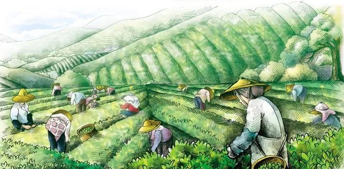 手绘 采茶图片