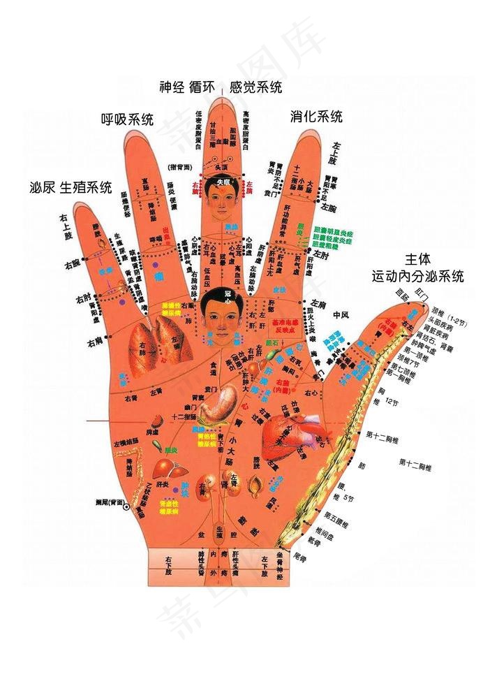 掌纹手掌图片