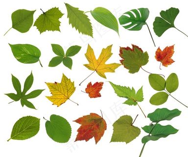 叶子素材图片