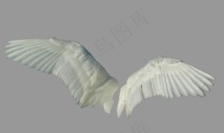 翅膀图片