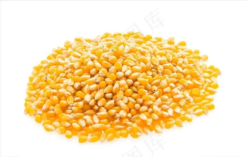 玉米粒图片