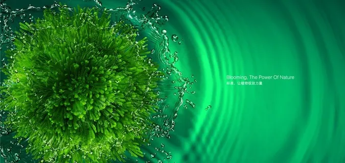 复活草背景图片 复活草背景图片