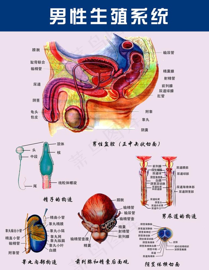 男性生殖系统图片psd模版下载