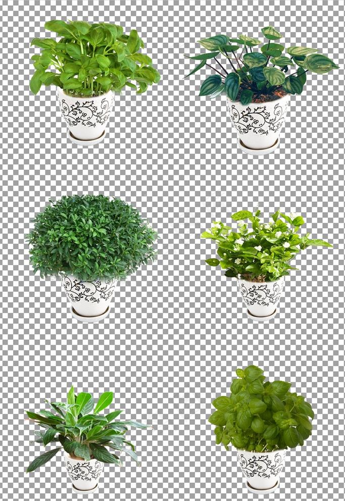 绿植盆栽图片